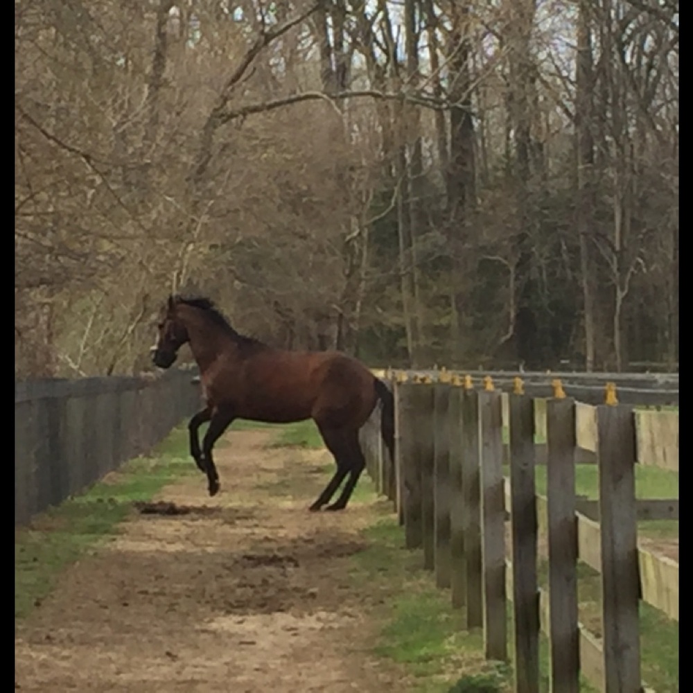 Meet your Posher, Tara